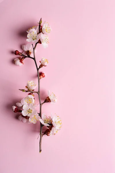 Κλαδί Κεράσι Είναι Ανθισμένα Λουλούδια Παστέλ Φόντο — Φωτογραφία Αρχείου