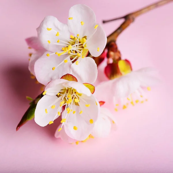 Cherry Branch Witjh Blooming Flowers Pastel Background — Stock Photo, Image