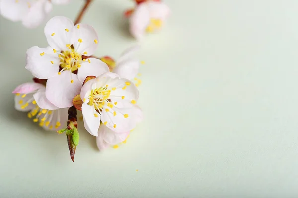 Cherry Branch Witjh Blooming Flowers Pastel Background — Stock Photo, Image