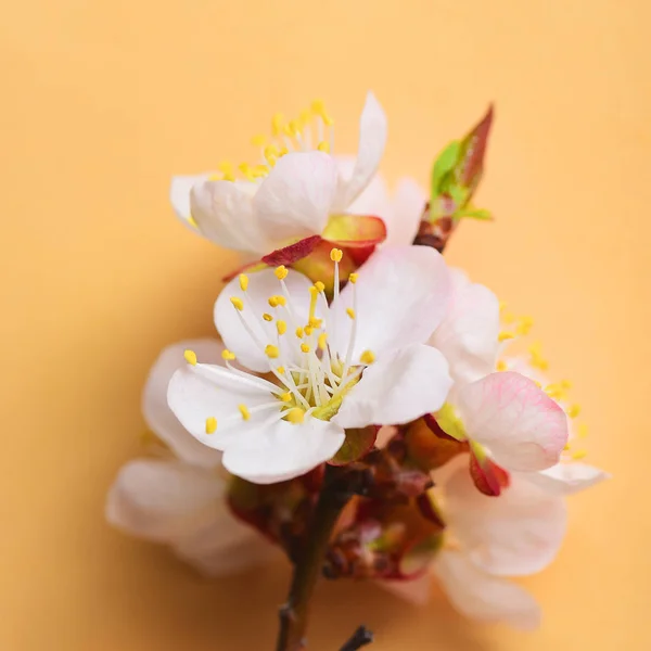 Pastel Arka Planda Kiraz Şube Misafirlerimize Çiçeklenme Çiçekler — Stok fotoğraf