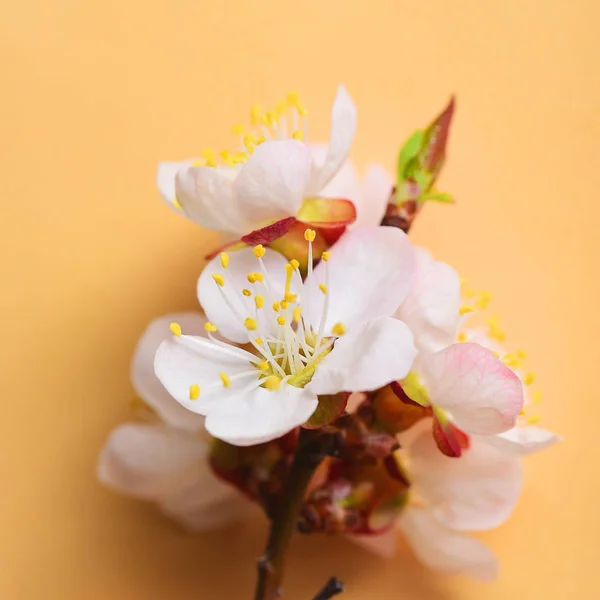 Cherry Branch Witjh Blooming Flowers Pastel Background — Stock Photo, Image