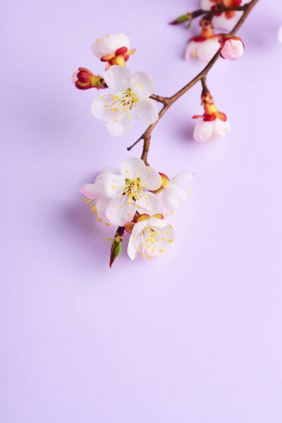 Cherry branch witjh blooming flowers on pastel background — Stock Image Cherry Branch Witjh Blooming Flowers Pastel Background Stock Photo