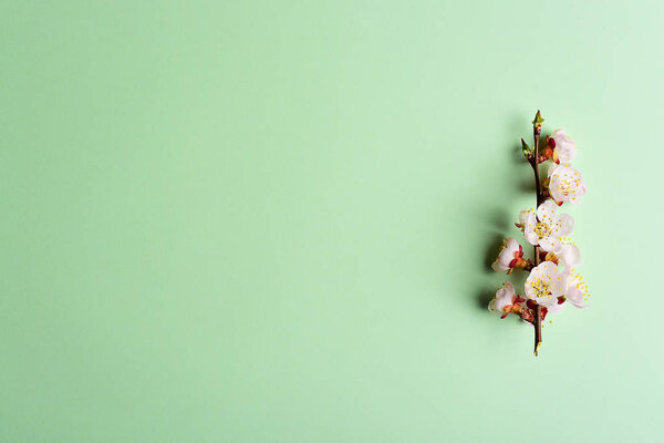 Cherry branch witjh blooming flowers on pastel background — Stock Image Cherry Branch Witjh Blooming Flowers Pastel Background Stock Photo