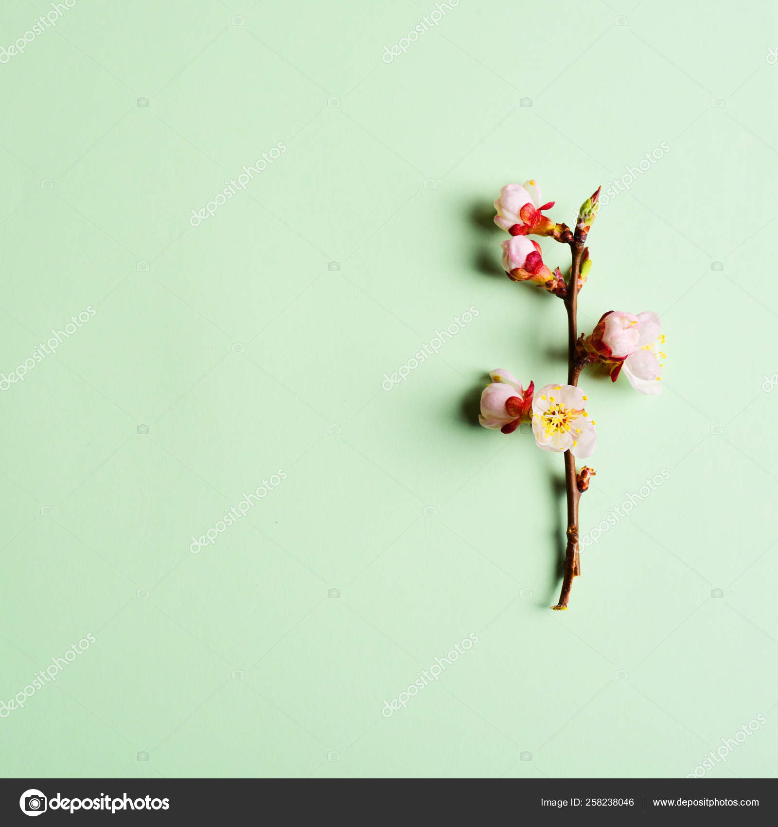 パステル背景に咲く花を持つ桜の枝 無料のストック写真 C Fineshine
