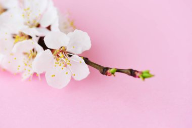 Çiçek açan çiçekler ile kiraz Şubesi