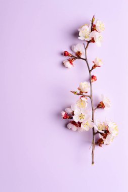 Pastel arka planda çiçek açan çiçeklerile kiraz dalı