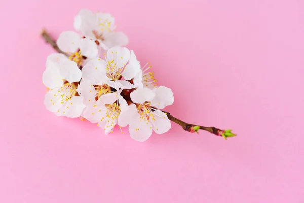 Ramo Cereja Com Flores Florescentes — Fotografia de Stock