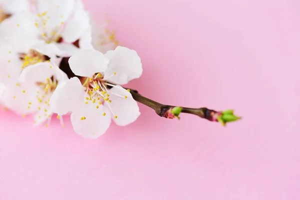 Ramură Cireșe Flori Înfloritoare — Fotografie, imagine de stoc