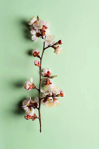 Branche Cerisier Avec Fleurs Fleuries — Photo gratuite
