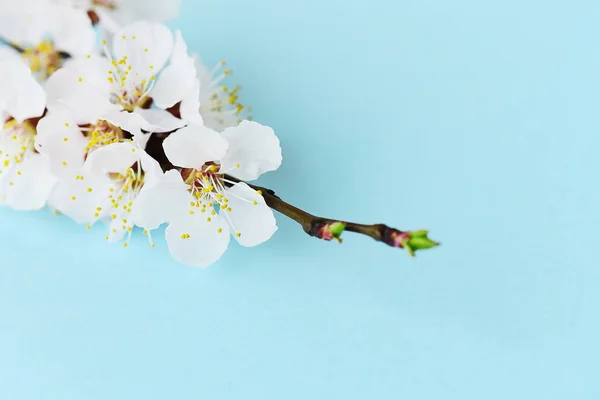 Cherry branch with blooming flowers on pastel background