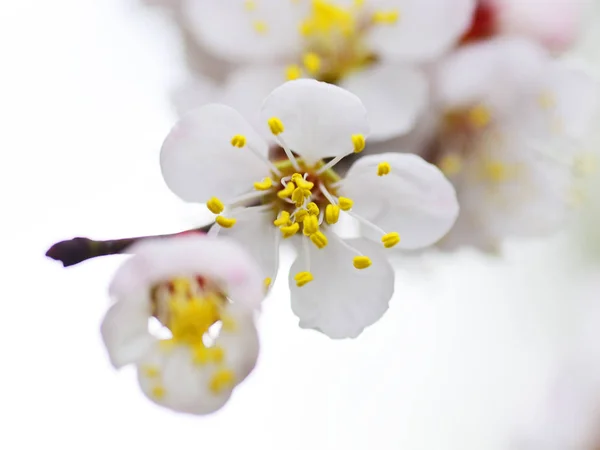 Macro Ramo Albicocca Fiore — Foto Stock