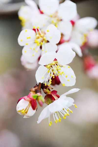 Înflorire Caise Ramură Macro — Fotografie, imagine de stoc