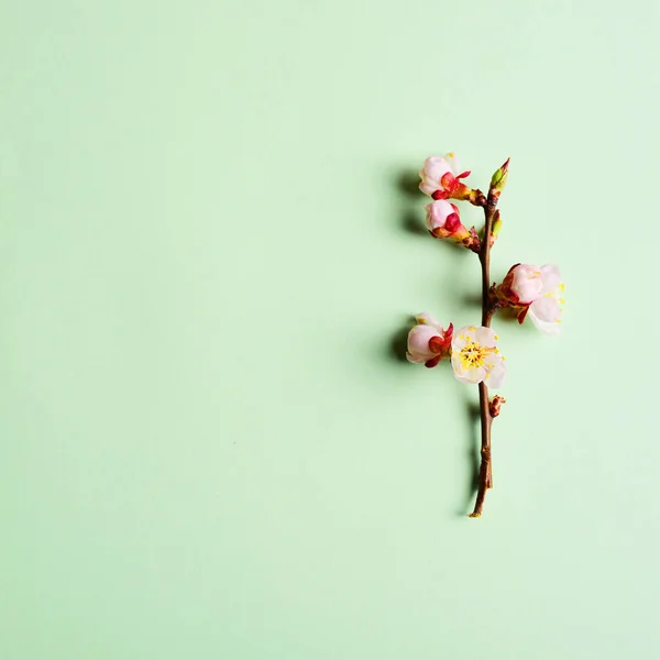 Cherry Tak Met Bloeiende Bloemen Pastel Achtergrond — Gratis stockfoto