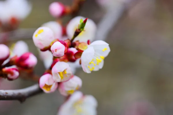 Blooming Apricot Branch Macro — Free Stock Photo