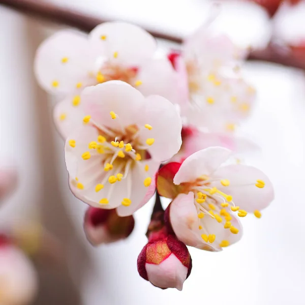 Blooming Apricot Branch Macro — Stock Photo, Image