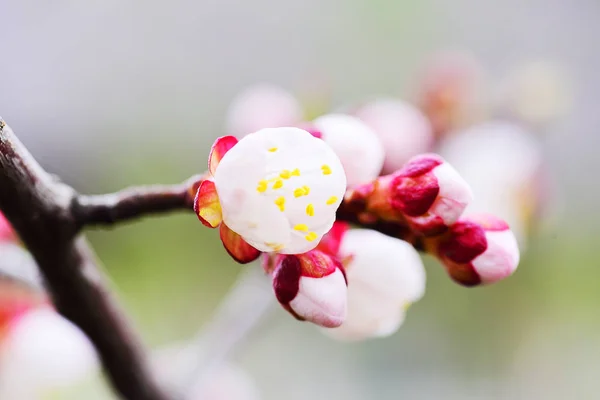Çiçeklenme Kayısı Şube Makro — Stok fotoğraf