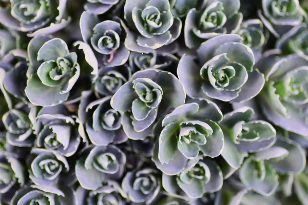 Fresh Green Succulents Natural Background — Free Stock Photo