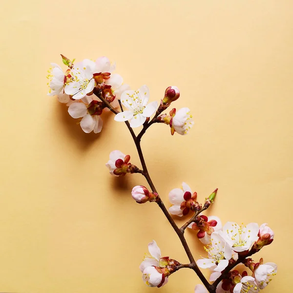 Cherry branch with blooming flowers on pastel background