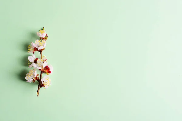 Ramură Cireșe Flori Înflorite Fundal Pastelat — Fotografie, imagine de stoc