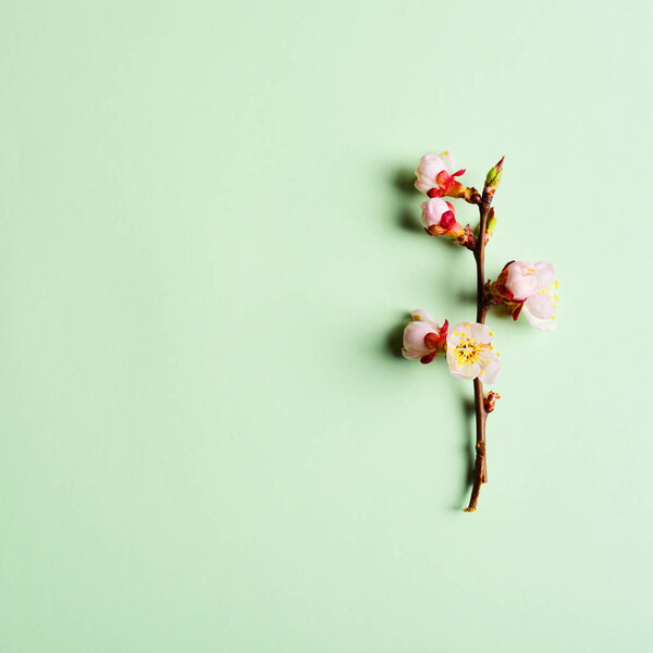 Cherry branch with blooming flowers on pastel background — Stock Image Cherry Branch Blooming Flowers Pastel Background Royalty Free Stock Images