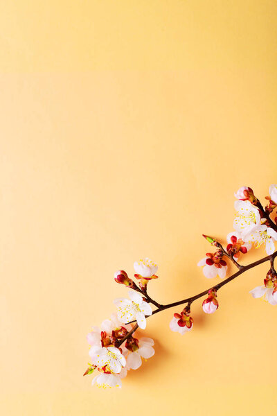 Cherry branch with blooming flowers on pastel background — Stock Image Cherry Branch Blooming Flowers Pastel Background Royalty Free Stock Images