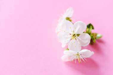 Çiçek açan çiçeklerin yakın görünümü