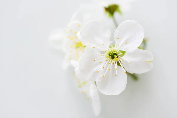 Vue Rapprochée Des Fleurs Fleurs — Photo gratuite
