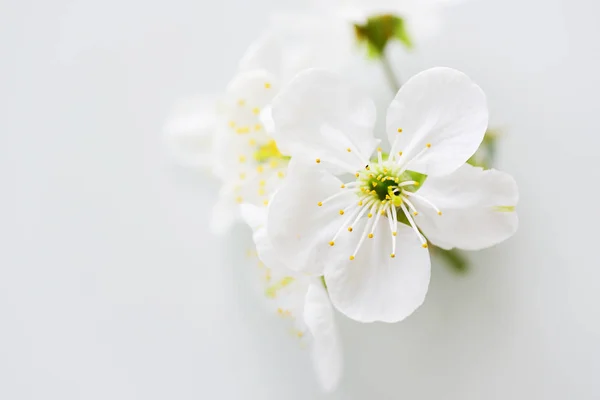 Close View Blooming Flowers — Free Stock Photo