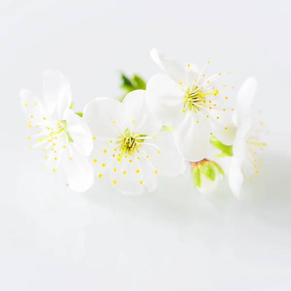 Nära Utsikt Över Blommande Blommor — Stockfoto