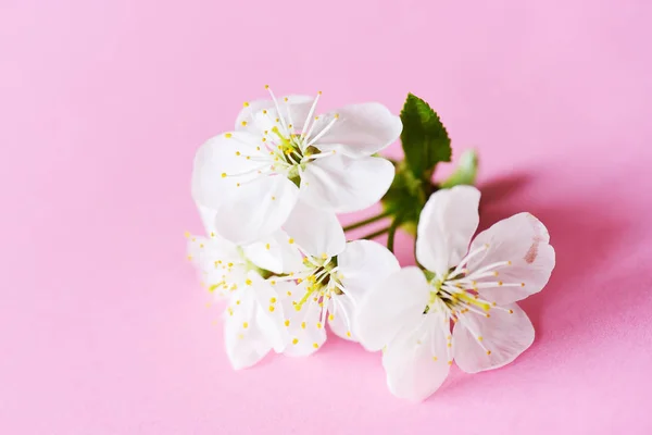 Vista Ravvicinata Dei Fiori Fiore — Foto Stock