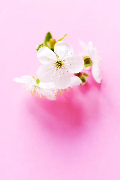 Крупний План Квітучих Квітів — Безкоштовне стокове фото