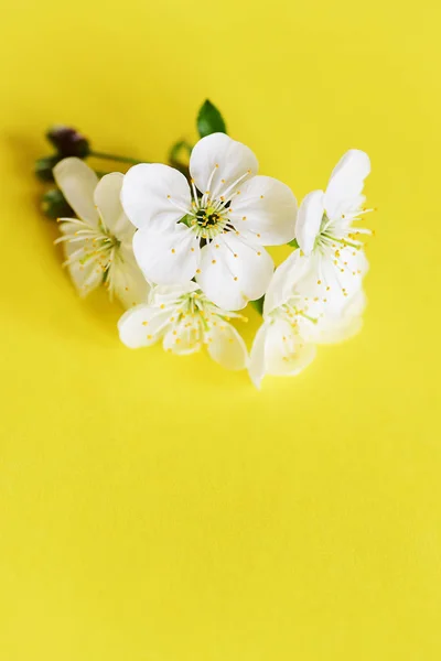 Vista Ravvicinata Dei Fiori Fiore — Foto Stock