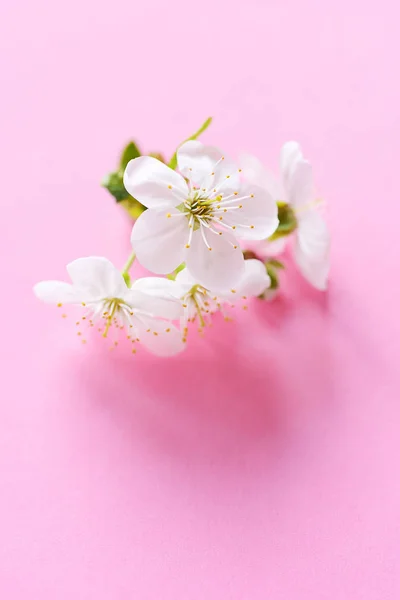 Pohled Kvetoucí Květy — Stock fotografie zdarma