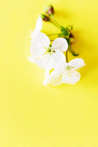 Close View Blooming Flowers — Stock Photo, Image