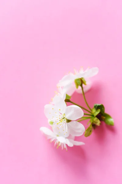 Close View Blooming Flowers — Free Stock Photo