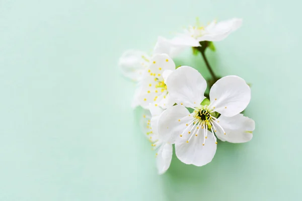 Close View Blooming Flowers — Stock Photo, Image