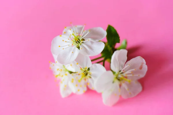 Vista Ravvicinata Dei Fiori Fiore — Foto Stock