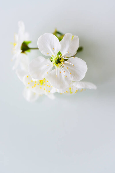 Close view of blooming flowers — Stock Image Close View Blooming Flowers Stock Image