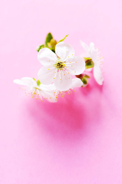 Close view of blooming flowers — Stock Image Close View Blooming Flowers Stock Picture