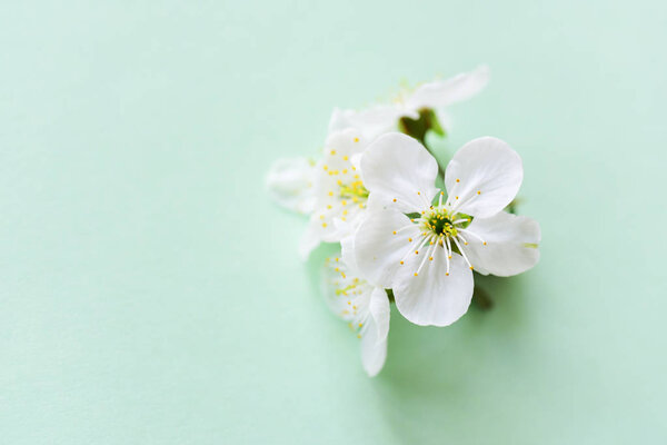 Close view of blooming flowers — Stock Image Close View Blooming Flowers Stock Photo