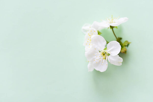 Close View Blooming Flowers Stock Photo