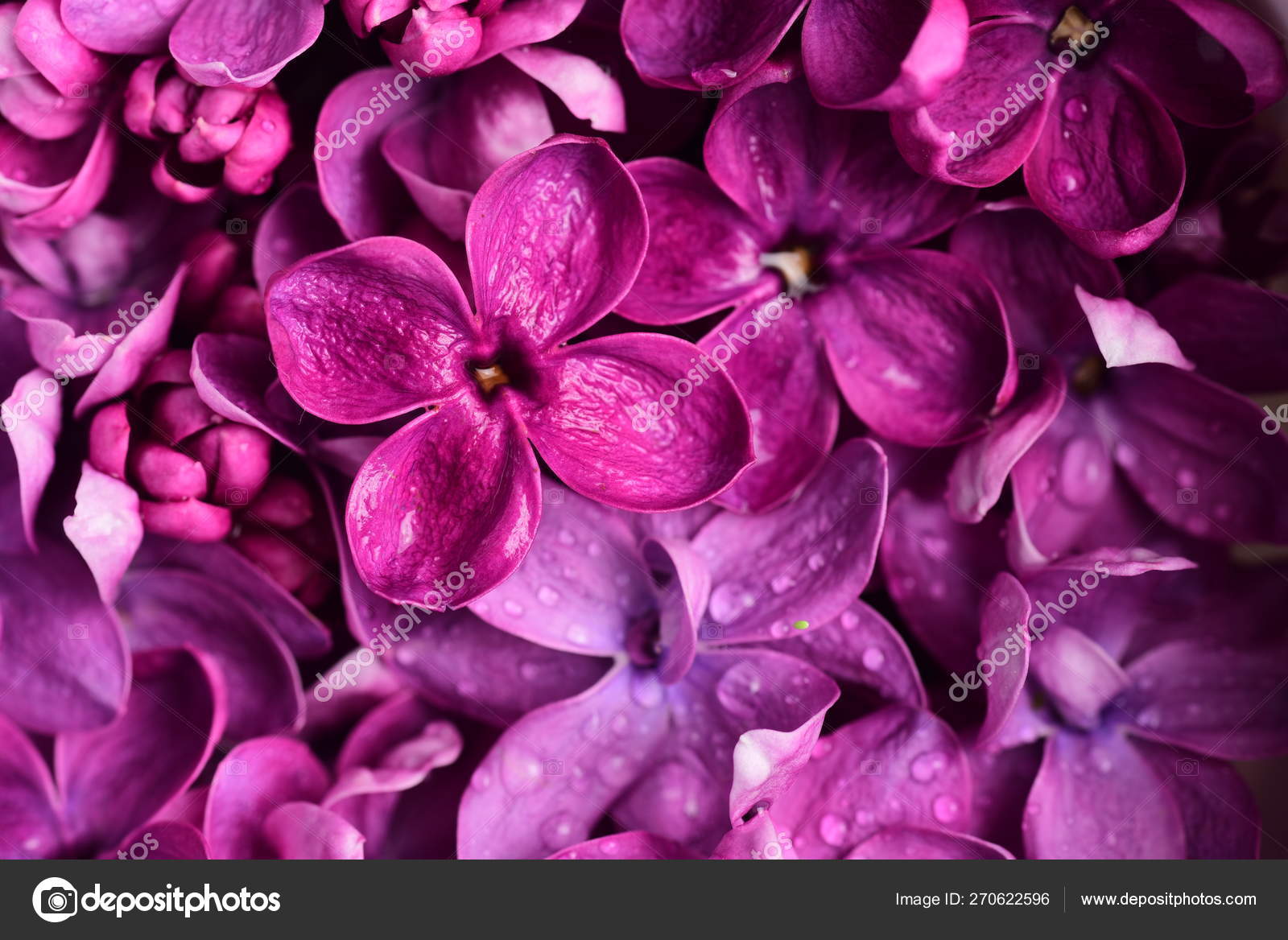 Flores Color Lila Brillante Fondo Natural - Foto de stock gratis © FineShine #270622596 Flores Color Lila Brillante Fondo Natural - Foto de stock gratis © FineShine #270622596