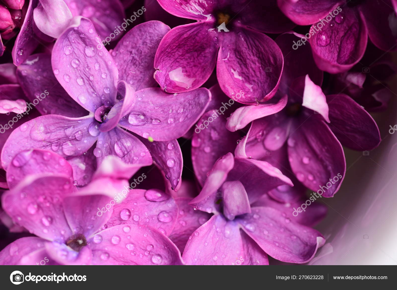 Flores Color Lila Brillante Fondo Natural - Foto de stock gratis © FineShine #270623228 Flores Color Lila Brillante Fondo Natural - Foto de stock gratis © FineShine #270623228