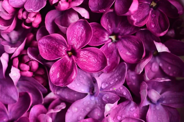 Fleurs Lilas Lumineuses Fond Naturel — Photo gratuite