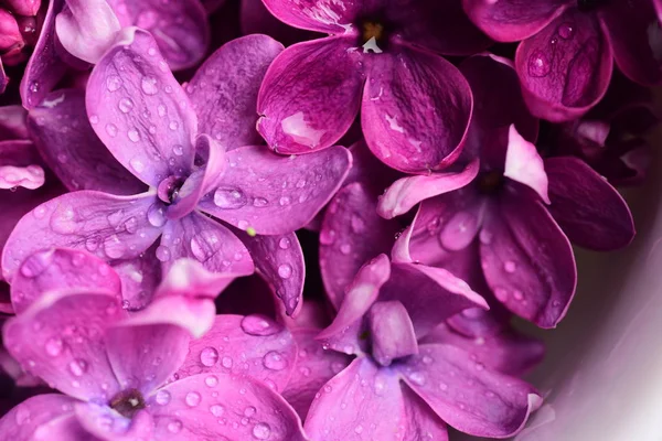 Bright Lilac Flowers Natural Background — Free Stock Photo