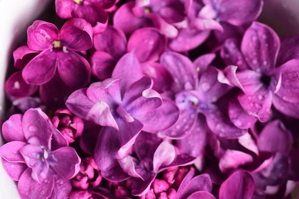 Parlak Leylak Çiçekleri Doğal Arka Plan — Stok fotoğraf