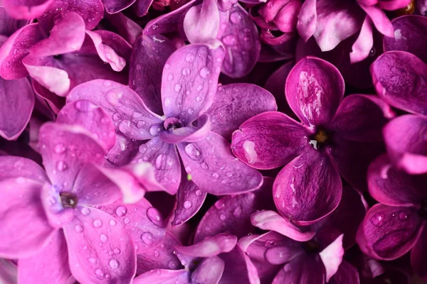 Jasne Kwiaty Liliowe Naturalne Tło — Zdjęcie stockowe