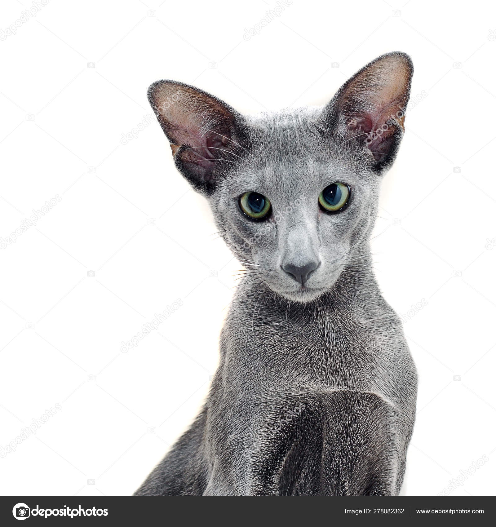 Adorable Grey Oriental Cat Isolated White Background Stock Photo