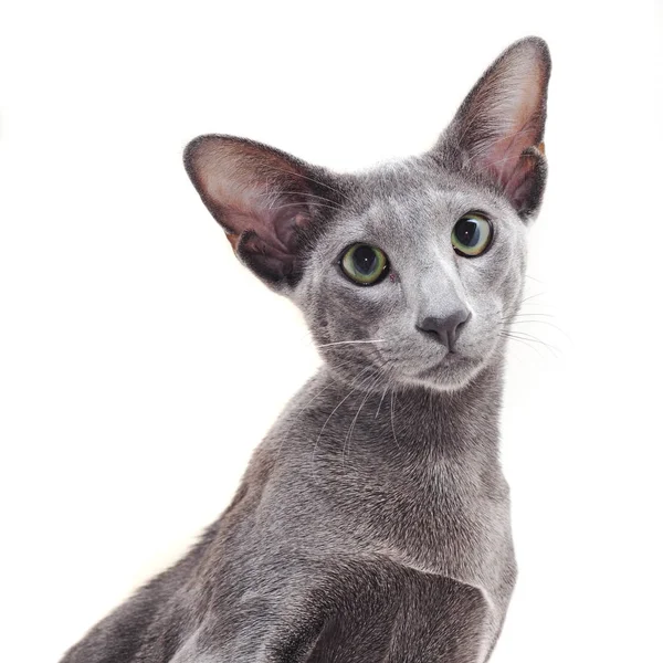 Bedårande Grå Orientalisk Katt Isolerad Vit Bakgrund — Stockfoto
