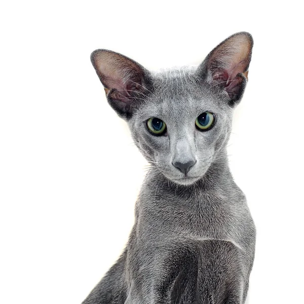 Adorable Grey Oriental Cat Isolated White Background — Stock Photo, Image